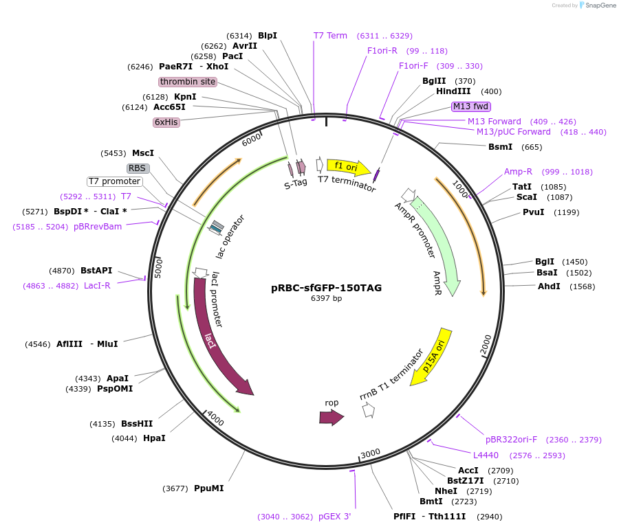 174076-plasmid-map-sequence-id-345697