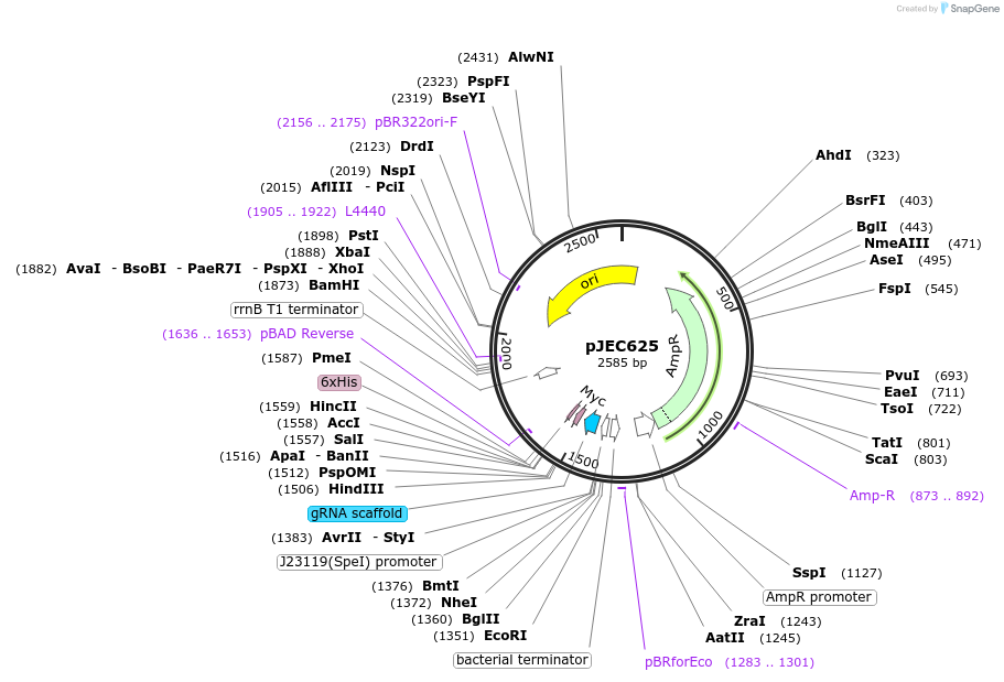 174368-plasmid-map-sequence-id-345701
