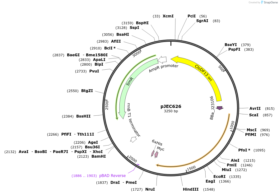 174367-plasmid-map-sequence-id-345703