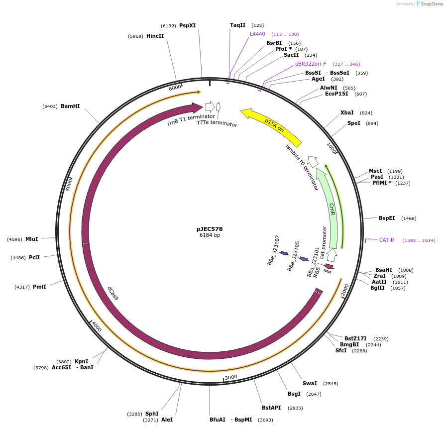 174366-plasmid-map-sequence-id-345705