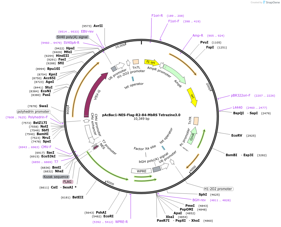174081-plasmid-map-sequence-id-345715