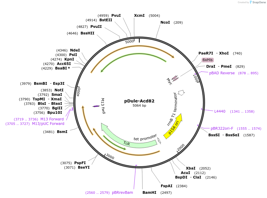 174099-plasmid-map-sequence-id-345716