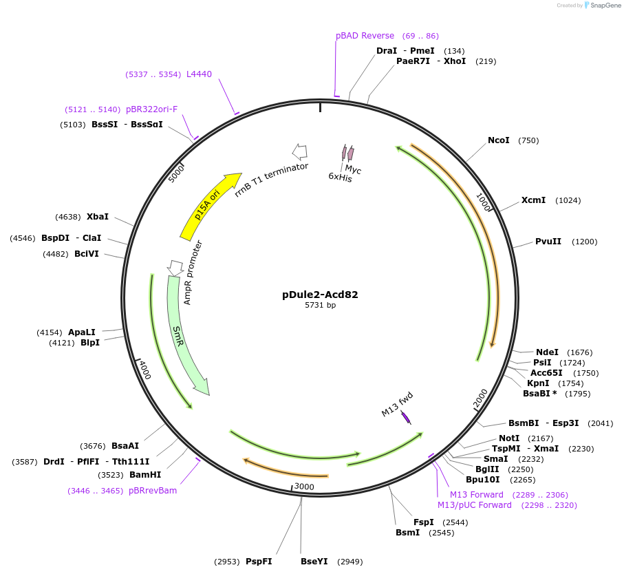 174100-plasmid-map-sequence-id-345717