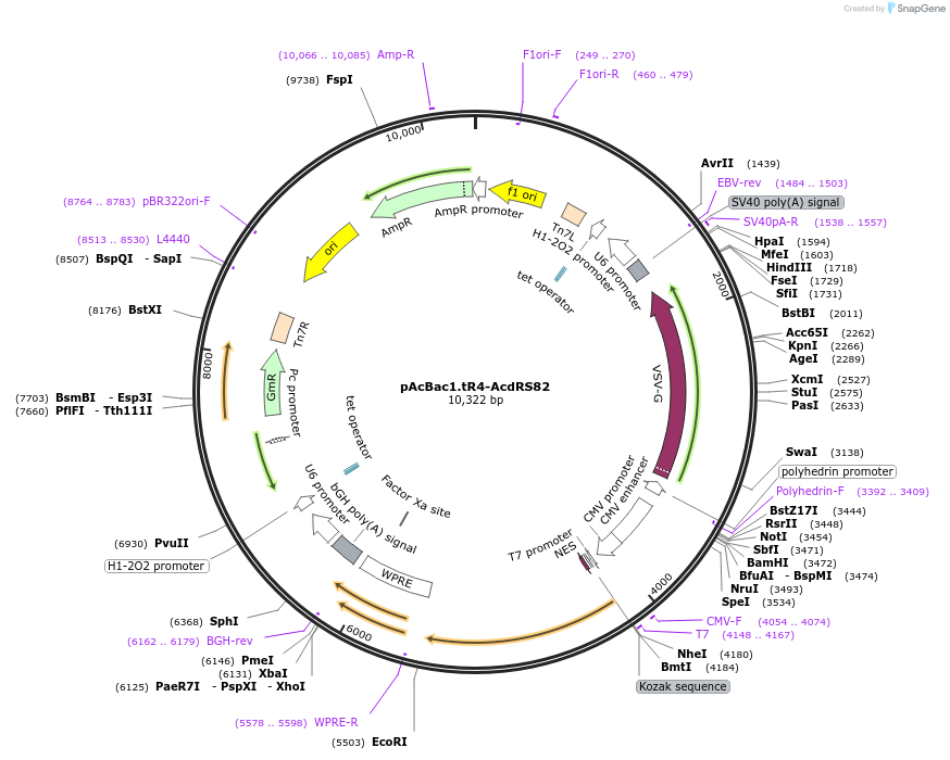 174101-plasmid-map-sequence-id-345718