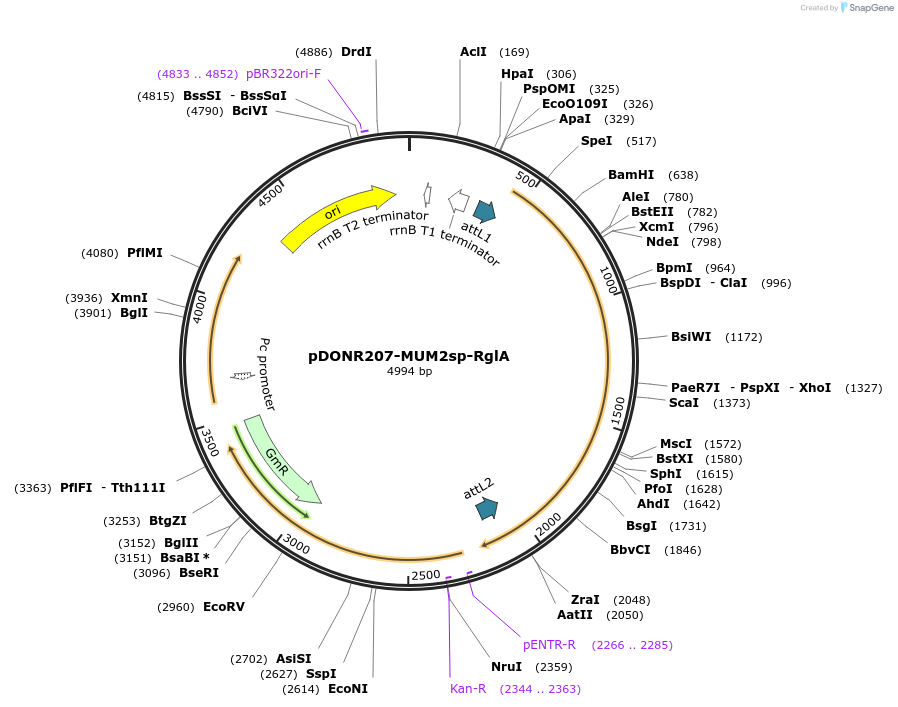 170720-plasmid-map-sequence-id-345734