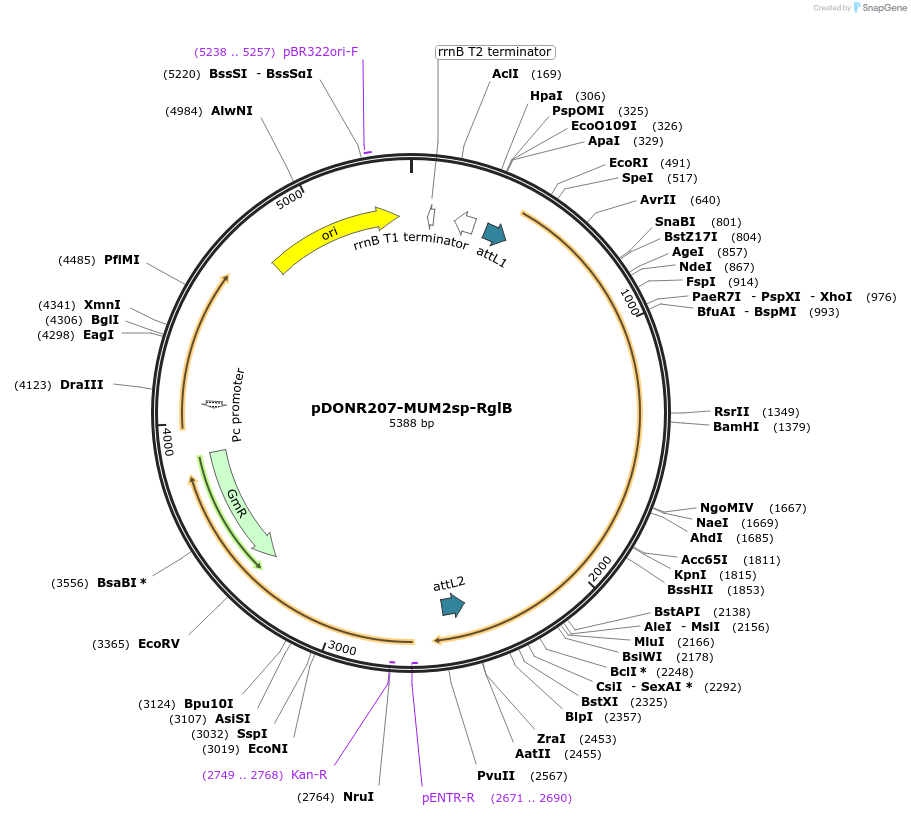 170721-plasmid-map-sequence-id-345736