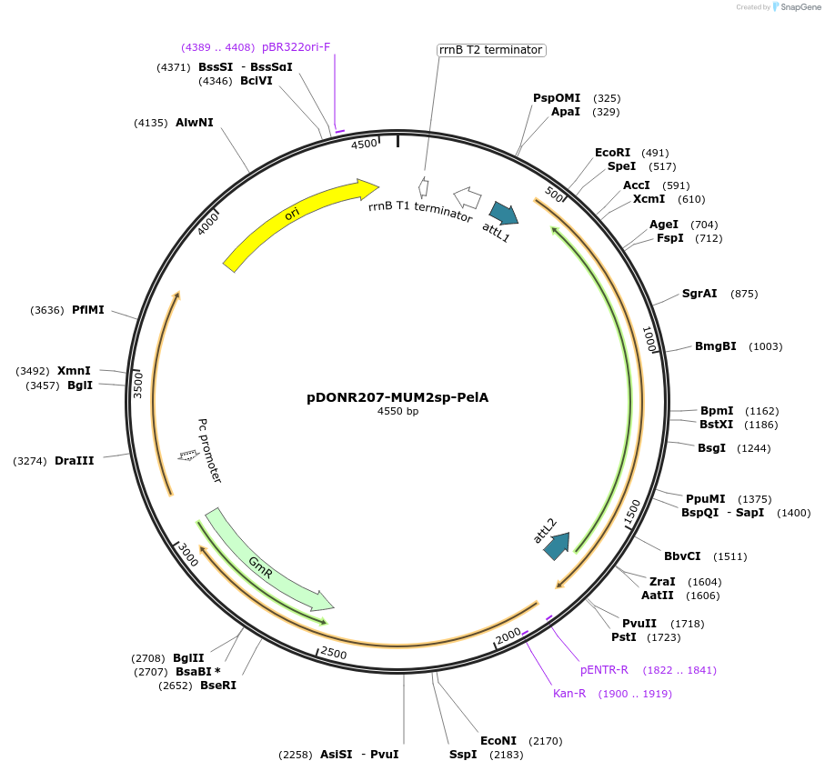 170722-plasmid-map-sequence-id-345737