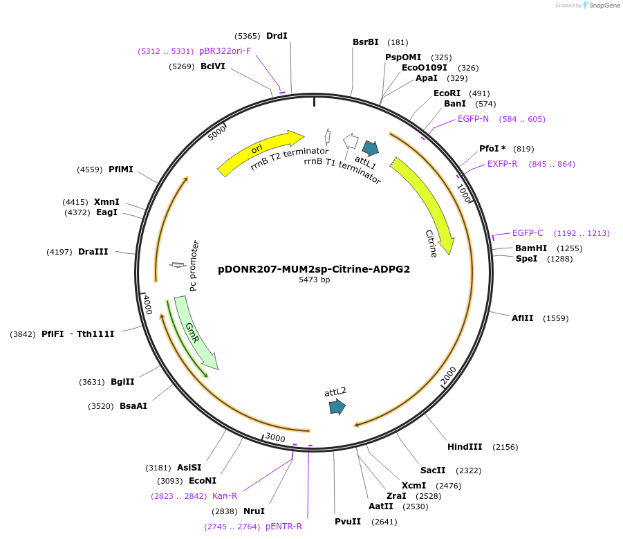 170725-plasmid-map-sequence-id-345738
