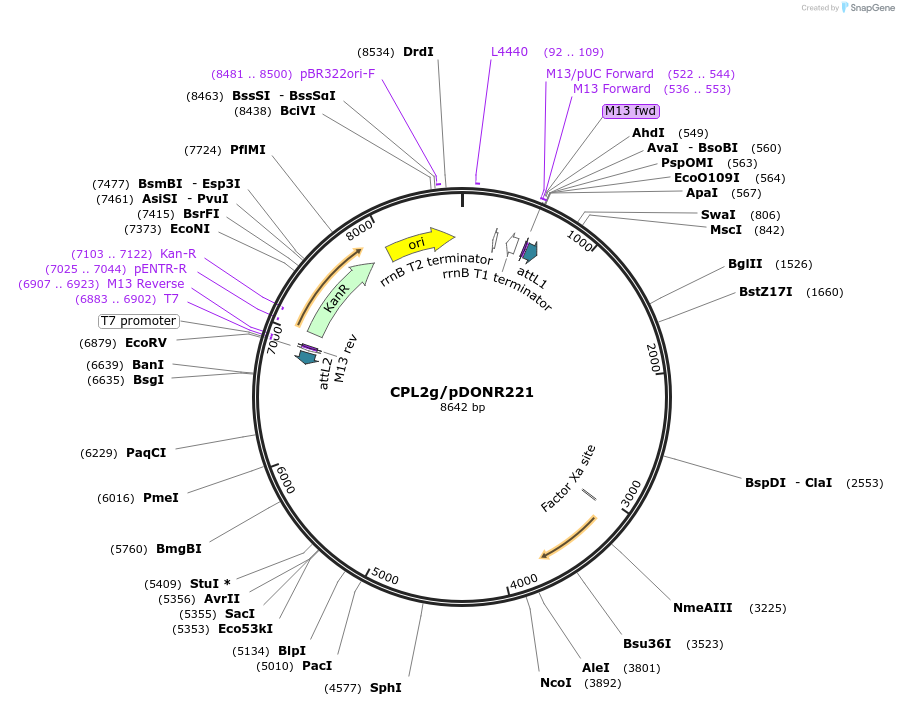 172093-plasmid-map-sequence-id-345739