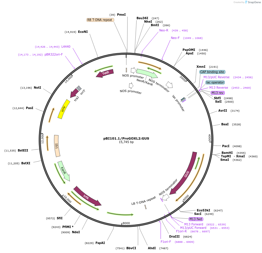175558-plasmid-map-sequence-id-345743