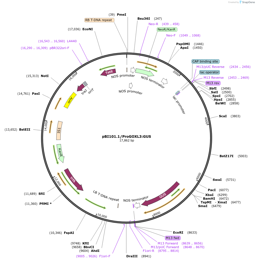 175559-plasmid-map-sequence-id-345744