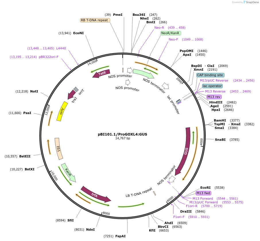 175560-plasmid-map-sequence-id-345747