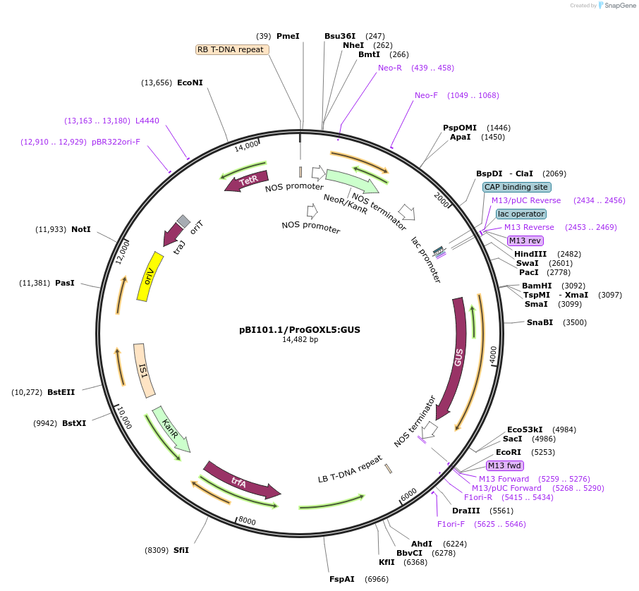 175561-plasmid-map-sequence-id-345748