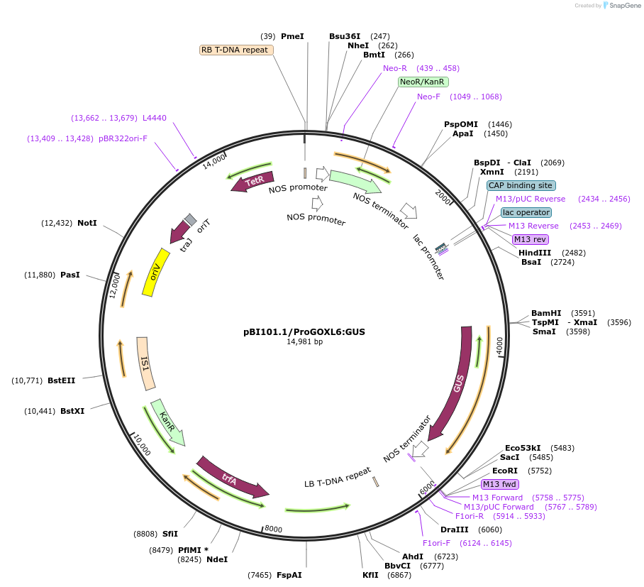 175562-plasmid-map-sequence-id-345750