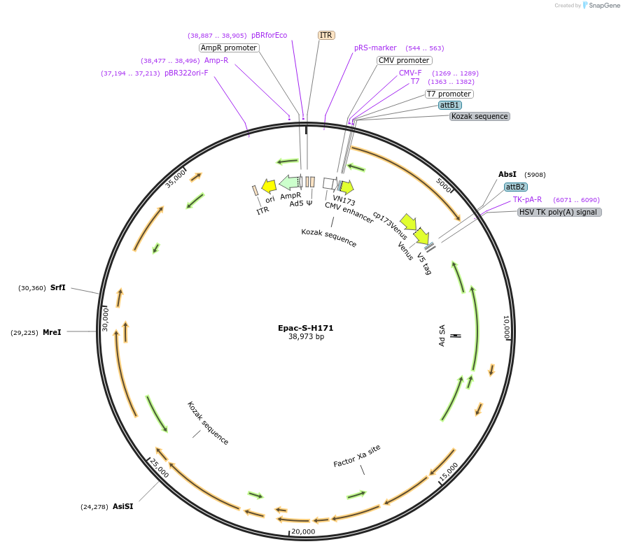 170353-plasmid-map-sequence-id-345820