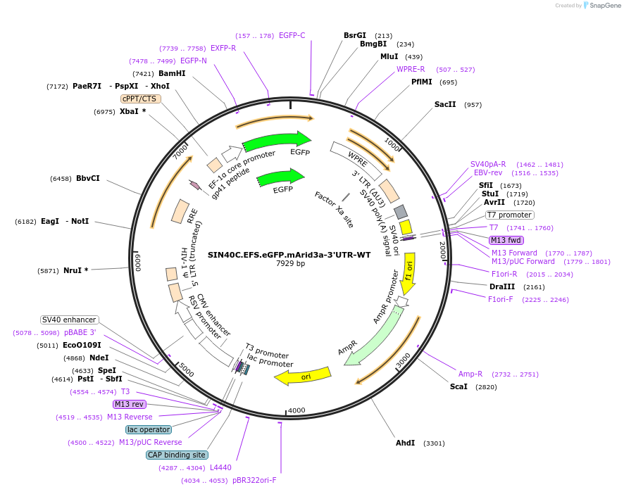 169299-plasmid-map-sequence-id-345852