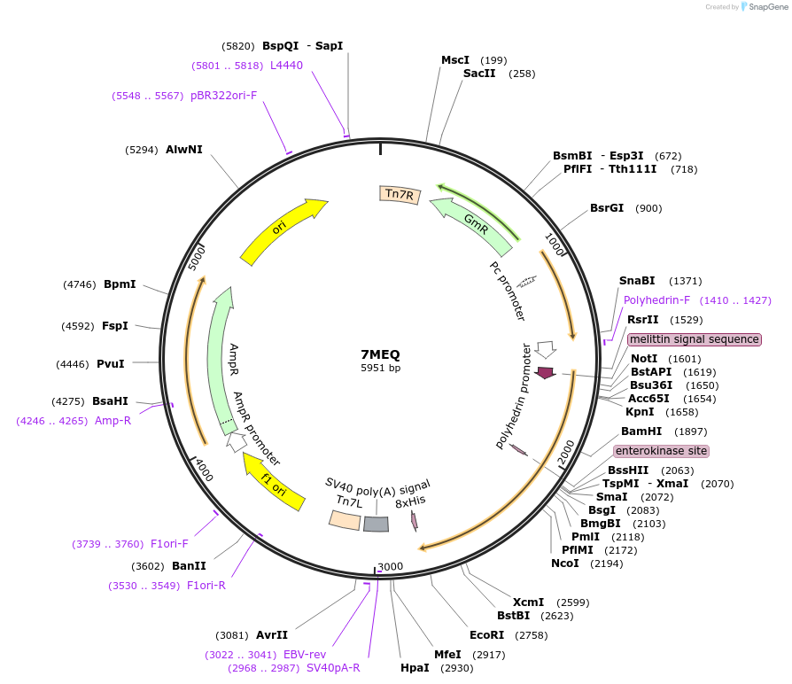 176412-plasmid-map-sequence-id-345854