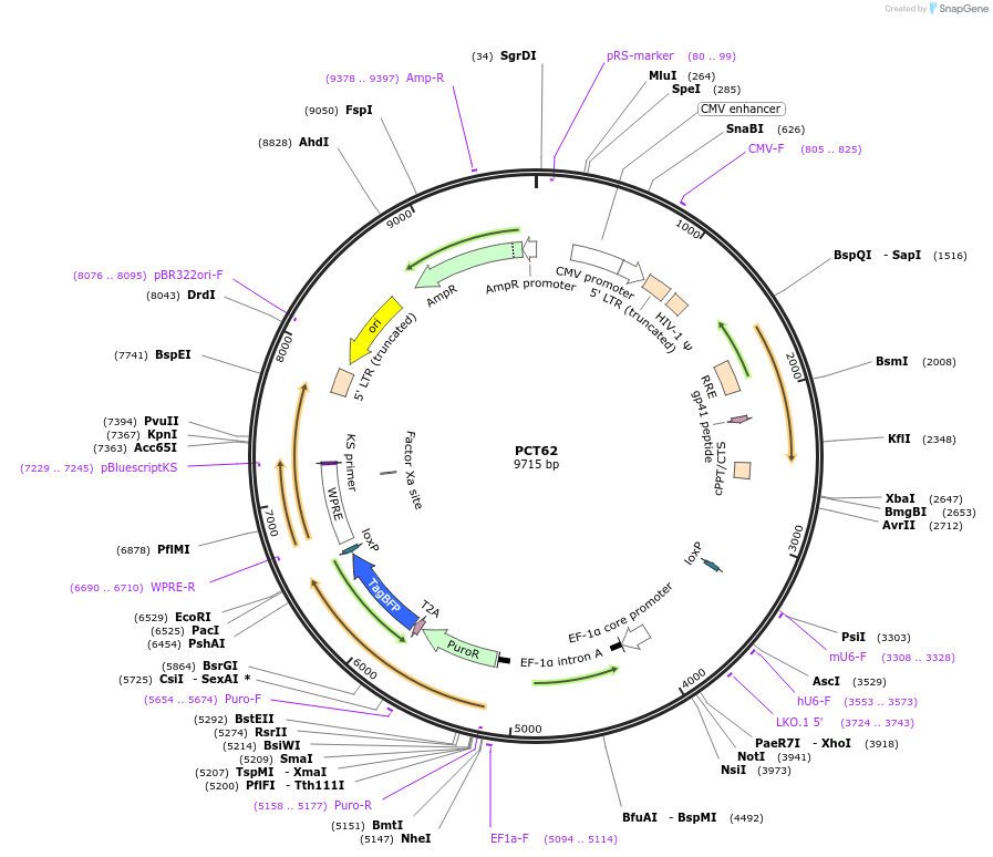 170391-plasmid-map-sequence-id-345856