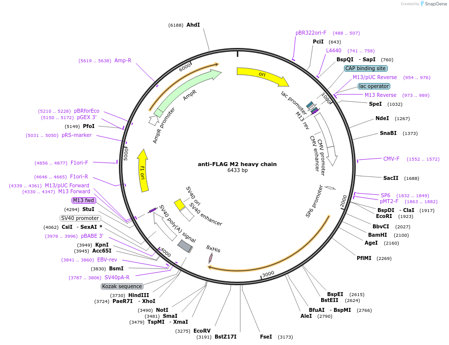 175359-plasmid-map-sequence-id-345863