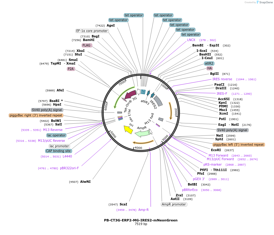 175506-plasmid-map-sequence-id-345872