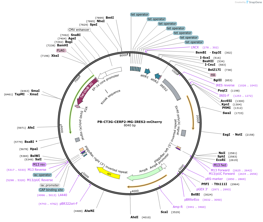 175507-plasmid-map-sequence-id-345876