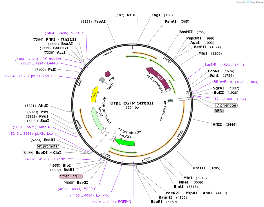 174429-plasmid-map-sequence-id-345882
