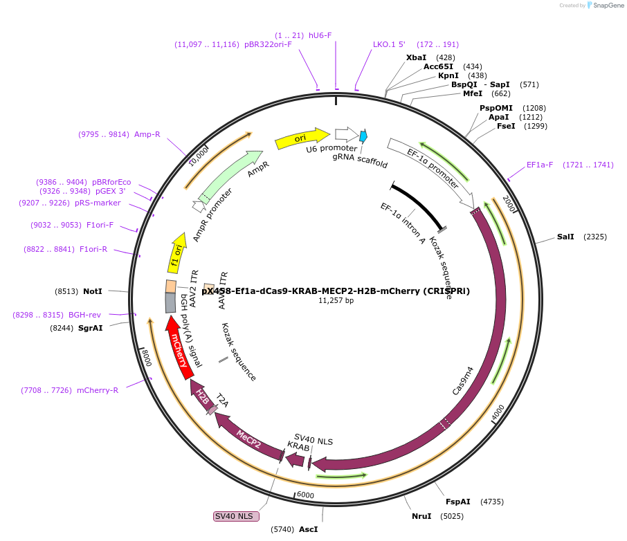 175574-plasmid-map-sequence-id-345902