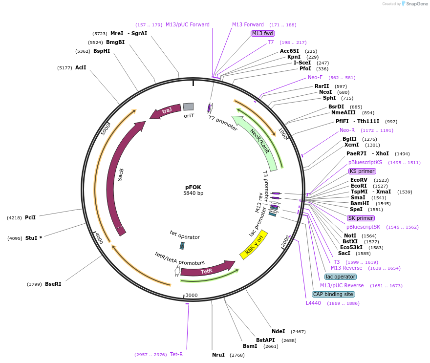 166651-plasmid-map-sequence-id-345907
