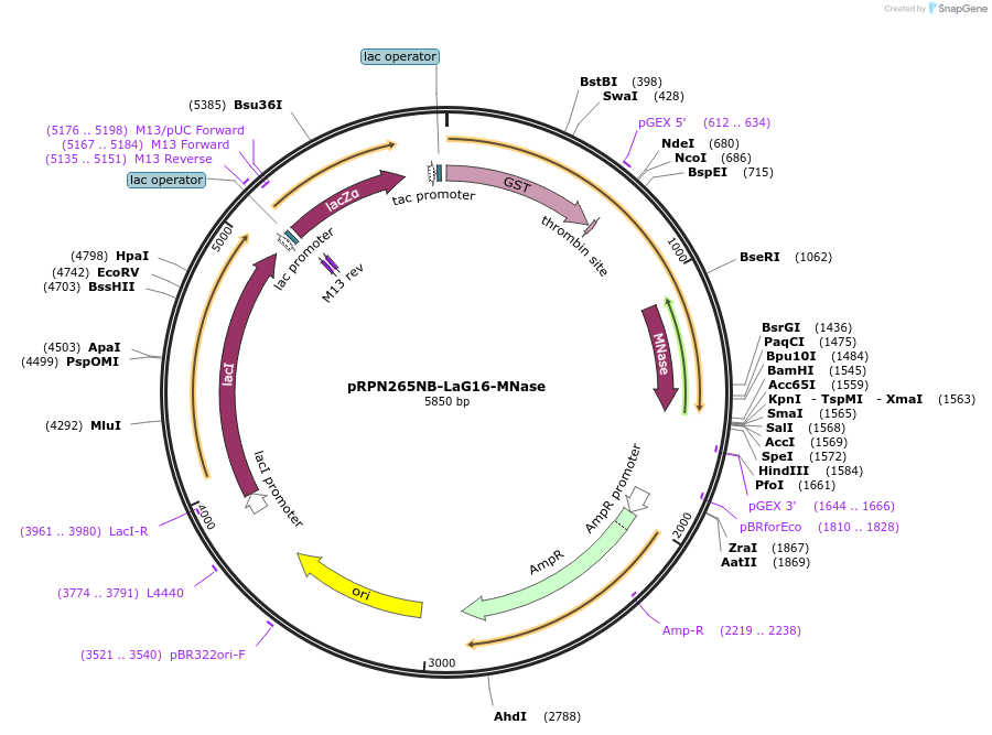170978-plasmid-map-sequence-id-345913