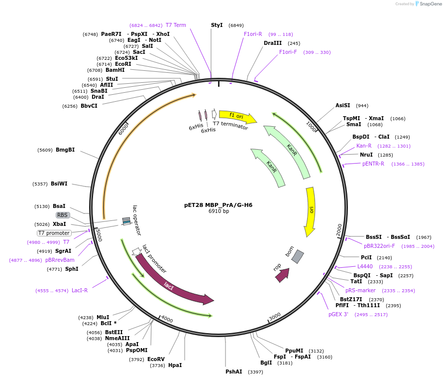 176077-plasmid-map-sequence-id-345914