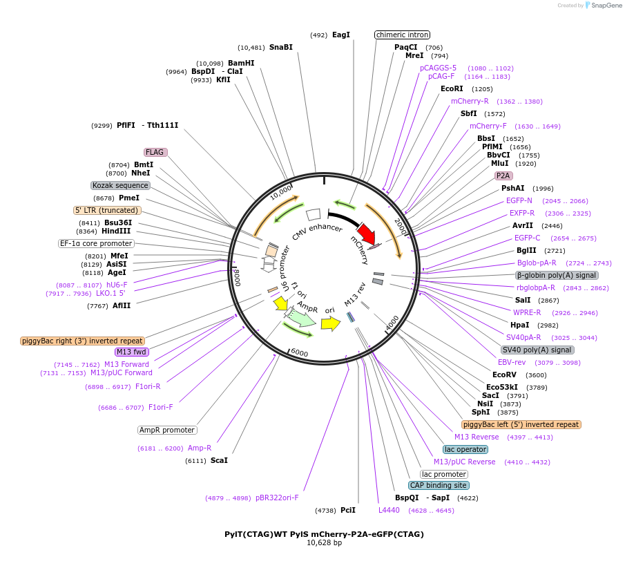 174527-plasmid-map-sequence-id-345920