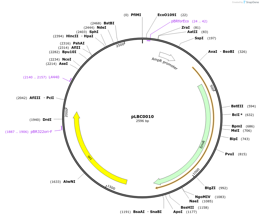 172774-plasmid-map-sequence-id-345927