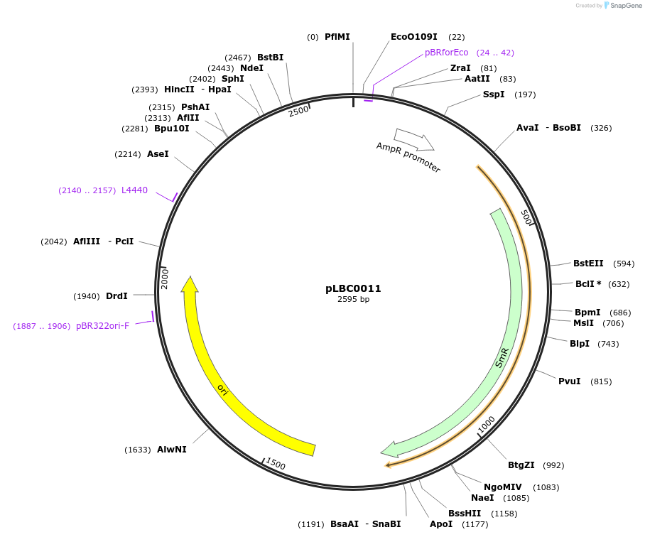 172775-plasmid-map-sequence-id-345929