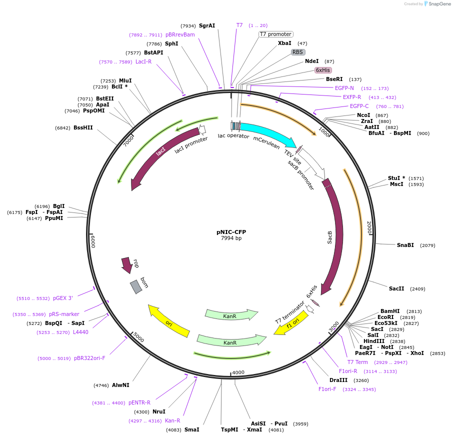 173074-plasmid-map-sequence-id-345939