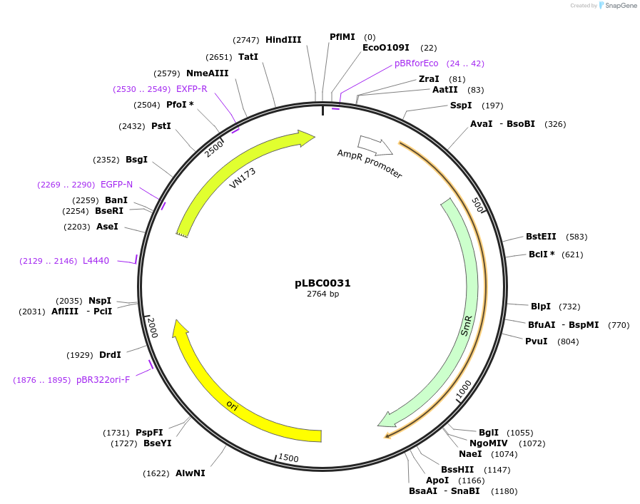 172778-plasmid-map-sequence-id-345949