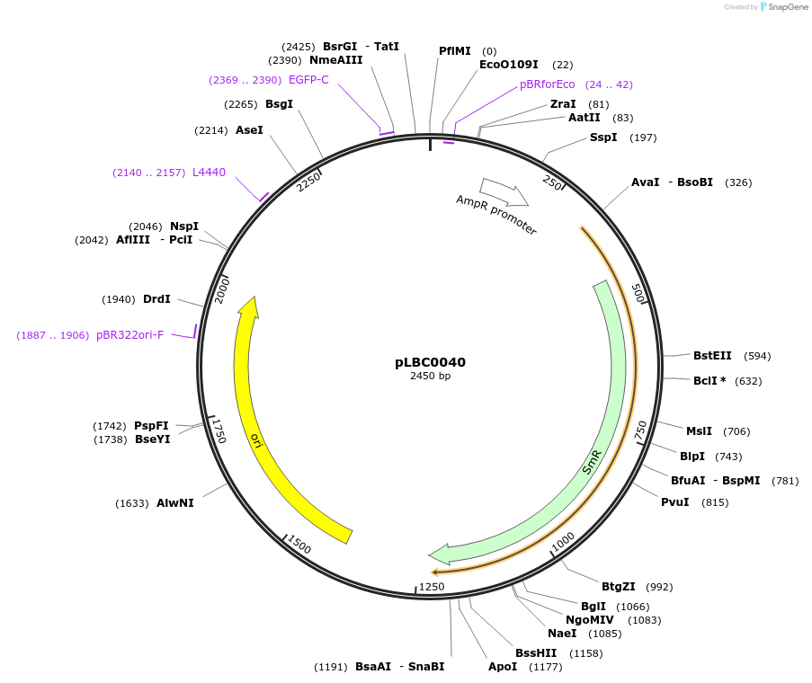 172779-plasmid-map-sequence-id-345951