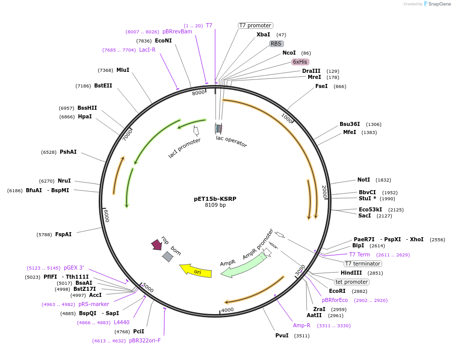 23019-plasmid-map-sequence-id-345952