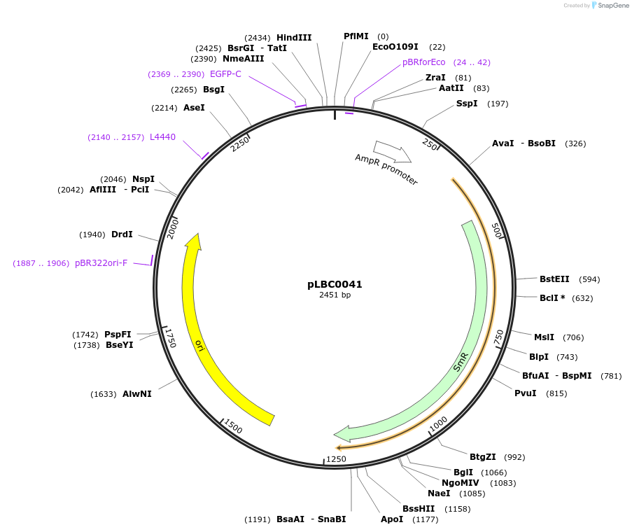 172780-plasmid-map-sequence-id-345954