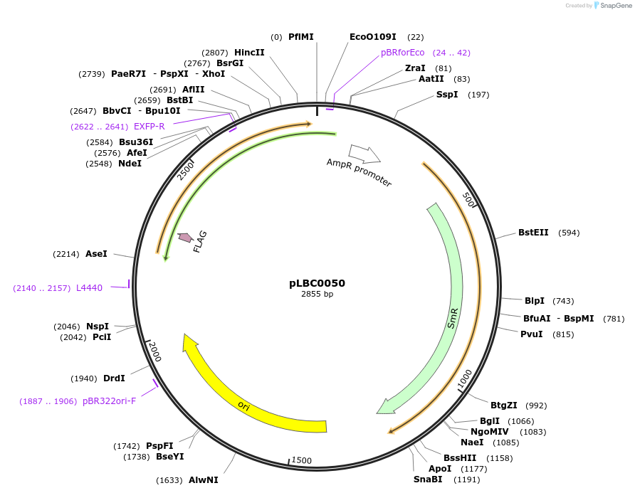 172781-plasmid-map-sequence-id-345955