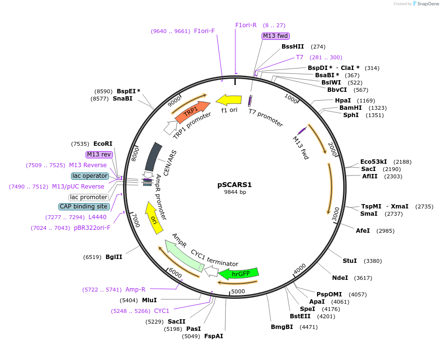 174868-plasmid-map-sequence-id-345958