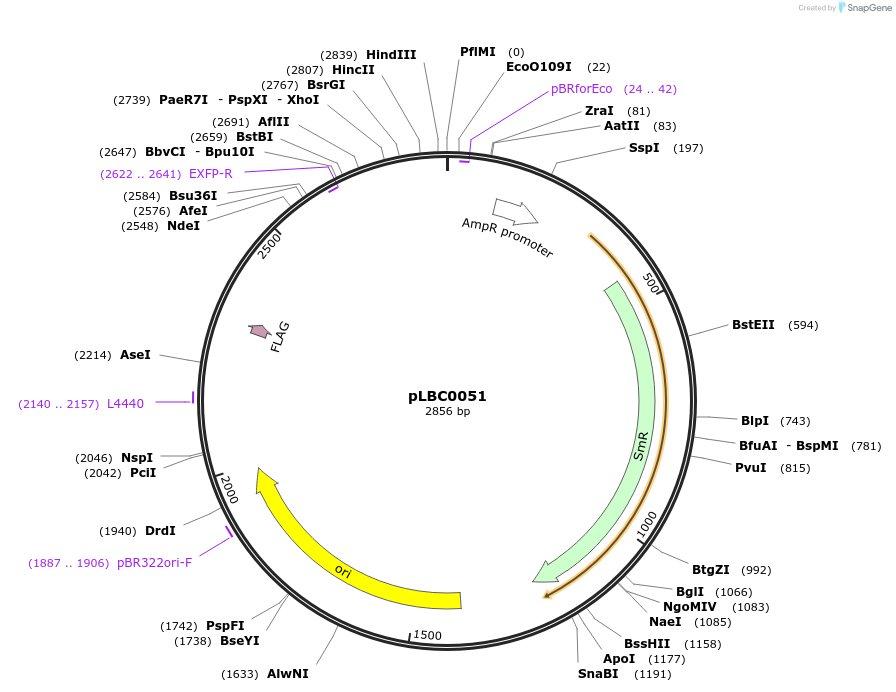 172782-plasmid-map-sequence-id-345961