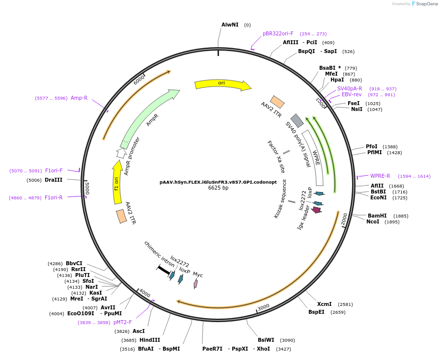 175181-plasmid-map-sequence-id-345963