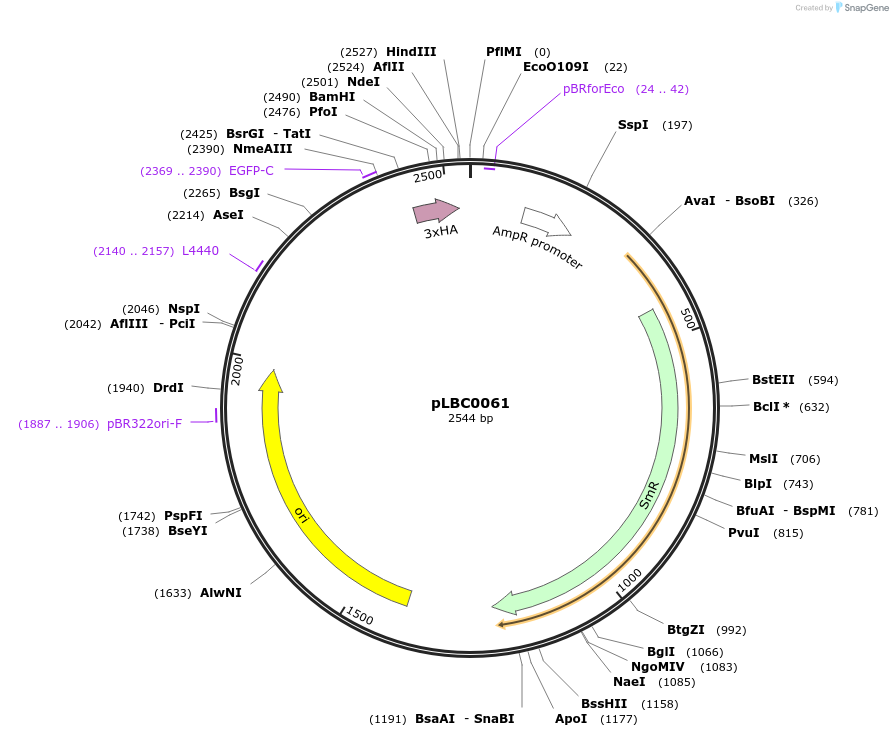 172784-plasmid-map-sequence-id-346118