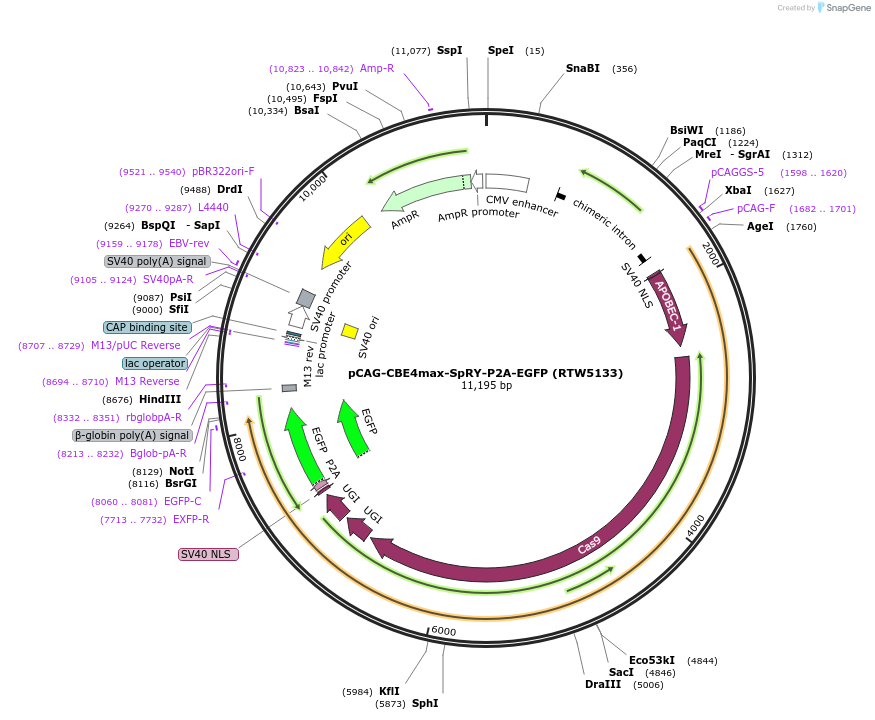 139999-plasmid-map-sequence-id-346119