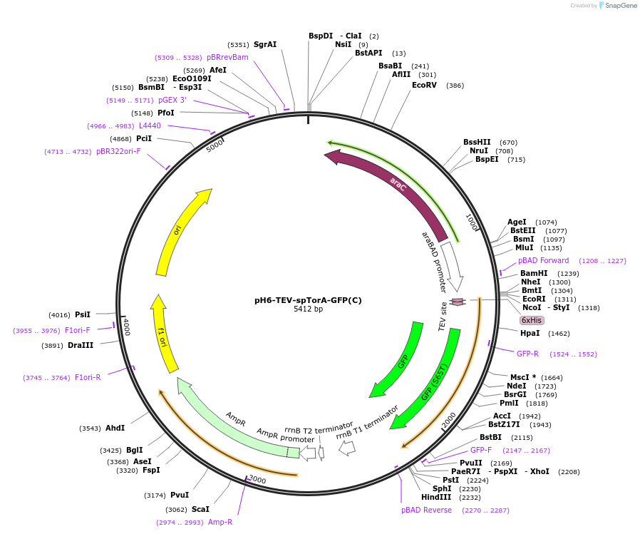 169041-plasmid-map-sequence-id-346121