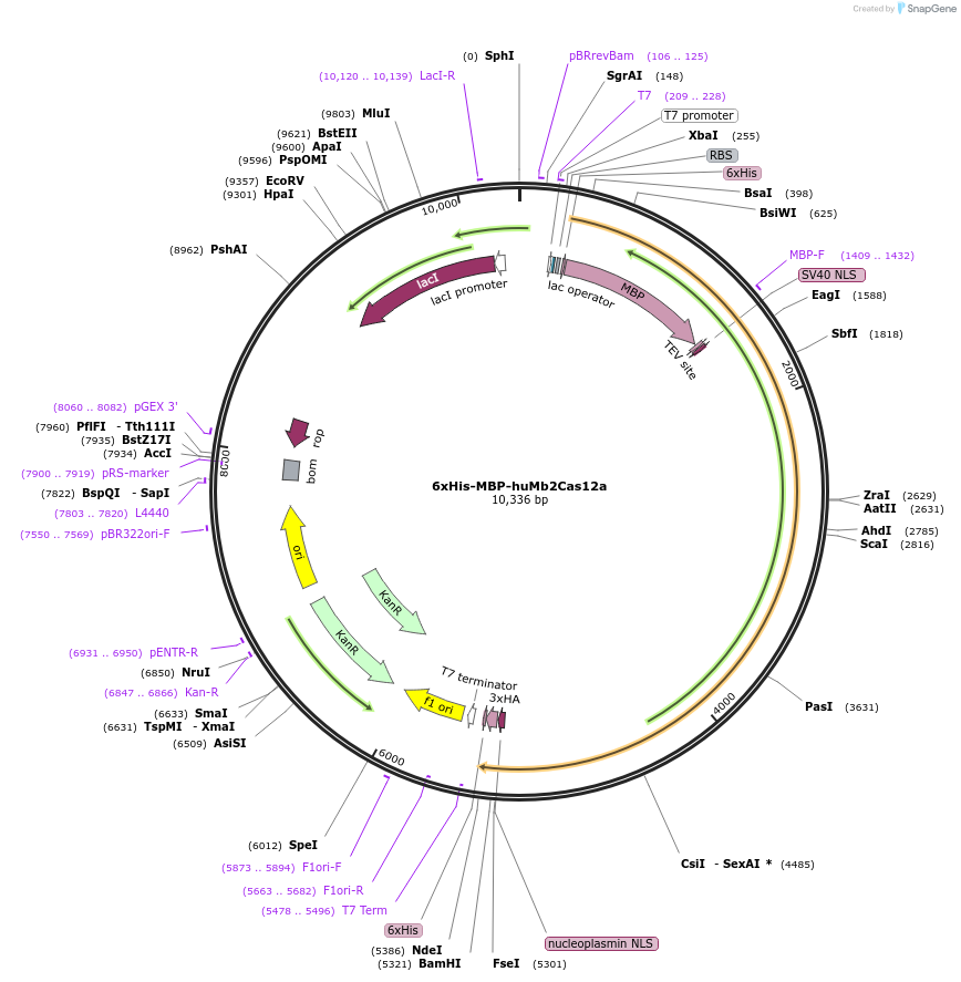 174676-plasmid-map-sequence-id-346137