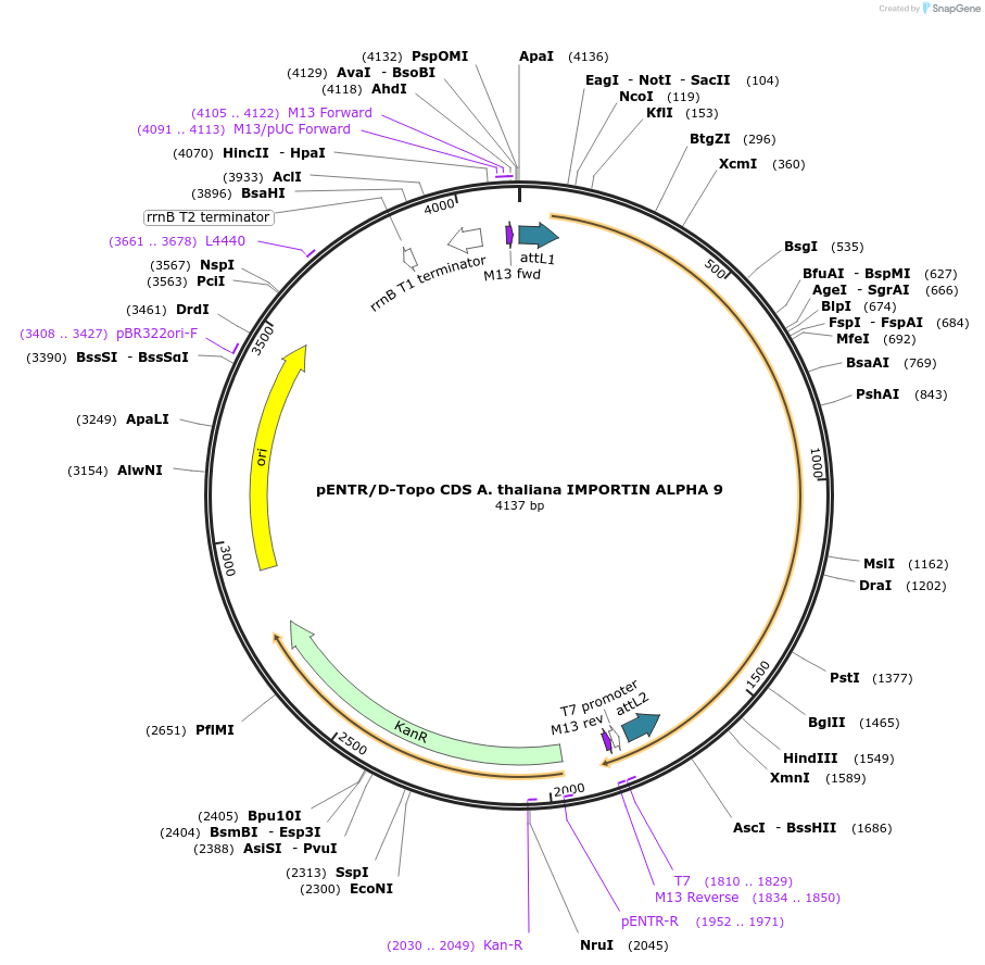 175817-plasmid-map-sequence-id-346163