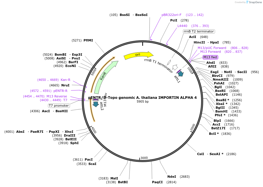 175815-plasmid-map-sequence-id-346165