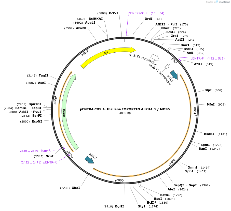 175820-plasmid-map-sequence-id-346168