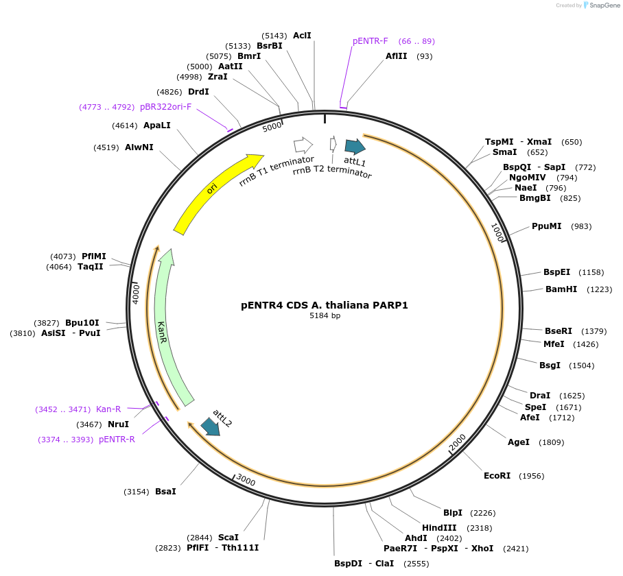 175818-plasmid-map-sequence-id-346172